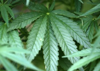 Arrestohet një person në Klinë, kultivonte bimë narkotike