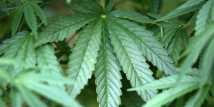 Arrestohet një person në Klinë, kultivonte bimë narkotike