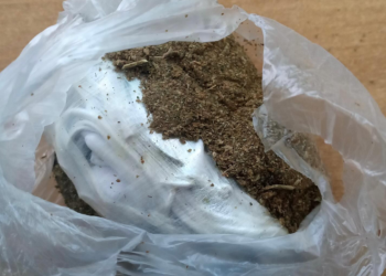 Parandalohet futja e drogës në Qendrën Korrektuese të Dubravës