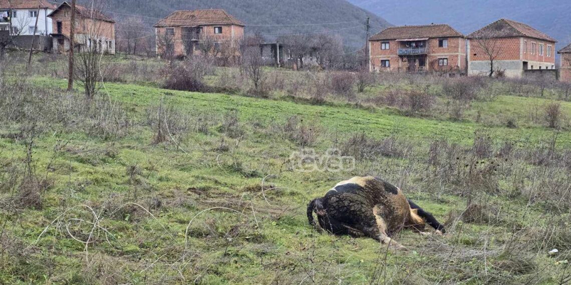 Kabllot e rrymës kaherë në tokë, lopa ngordh pasi bie në kontakt