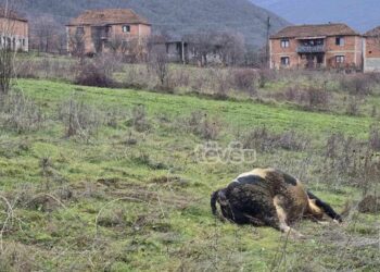 Kabllot e rrymës kaherë në tokë, lopa ngordh pasi bie në kontakt