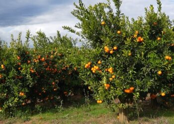 Bllokohen mandarinat nga Shqipëria, disa vende të BE-së i kthejnë në kufi