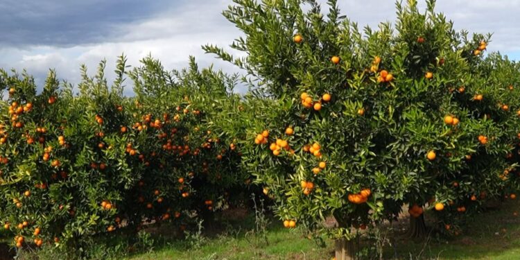 Bllokohen mandarinat nga Shqipëria, disa vende të BE-së i kthejnë në kufi