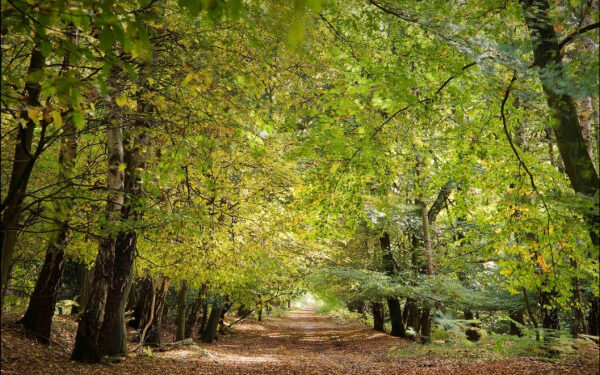 Dita Ndërkombëtare e Maleve