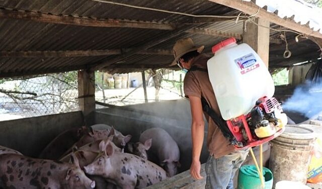 Në Shqipëri konfirmohen raste me Murtajën Afrikane të Derrave