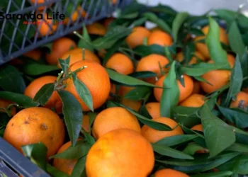 Edhe Kosova ndalon mandarinat nga Shqipëria, AUV: Po kryhen testet laboratorike