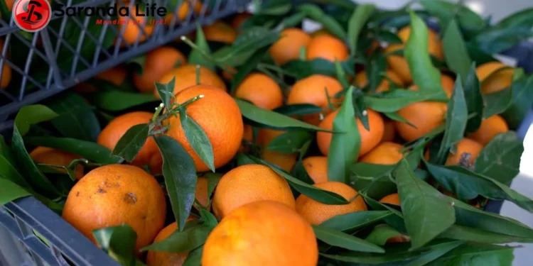 Edhe Kosova ndalon mandarinat nga Shqipëria, AUV: Po kryhen testet laboratorike