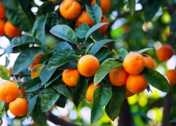 AUV thotë se mandarinat me origjinë nga Shqipëria janë të sigurta për konsum