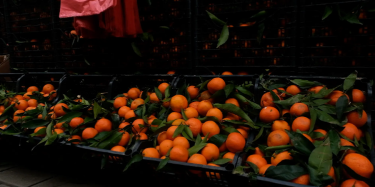 Mandarinat me pesticide, reagon Ministria e Bujqësisë në Shqipëri