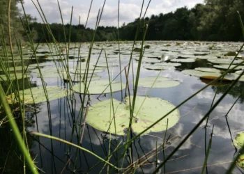 A po rrezikojnë të zhduken një e katërta e kafshëve të ujërave të ëmbla?