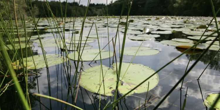 A po rrezikojnë të zhduken një e katërta e kafshëve të ujërave të ëmbla?