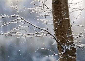 Parashikimi i motit për sot