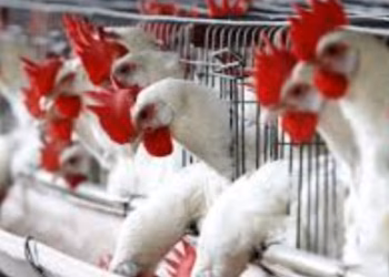 Konfirmohet gripi i shpendëve në Shqipëri