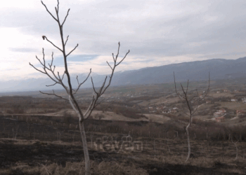 Digjen 400 trupa me arra në Leçinë të Skendrajt