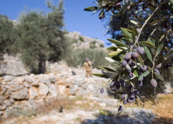 Kolonët izraelitë shkatërrojnë qindra ullinjë në Bregun Perëndimor