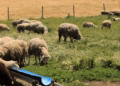 AUV u bën thirrje fermerëve për kujdes pas shpërthimit të sëmundjes së dhive në Shqipëri