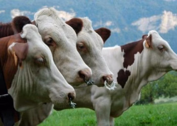 AUV-i ndalon importin e gjedheve nga zona e Lombardisë