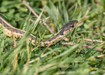 IKSHPK apelon për kujdes nga gjarpërinjtë