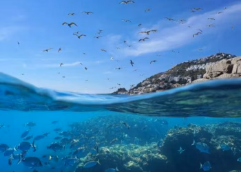 Sot, ​Dita Botërore e Oqeaneve