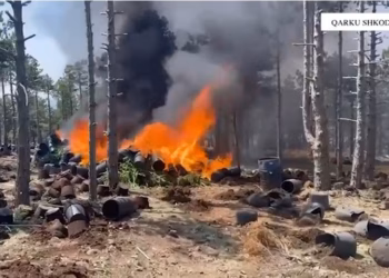 Asgjësohen mbi 19 mijë bimë kanabis në Shkodër