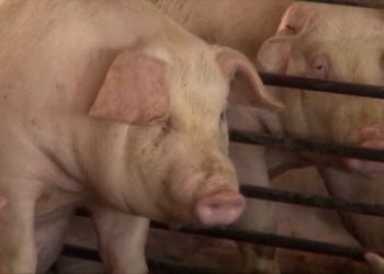 Ndalohet importi i derrave nga Kroacia