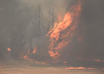 Arrestohen dy persona në Sarandë, dogjën 450 metër katrorë tokë dhe pemë frutore