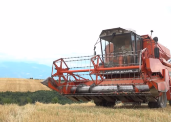 Fermerët të pakënaqur me çmimin prej 0.17 centë për kg të grurit