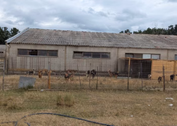 Mbyllen dy strehimore të qenve në Ferizaj