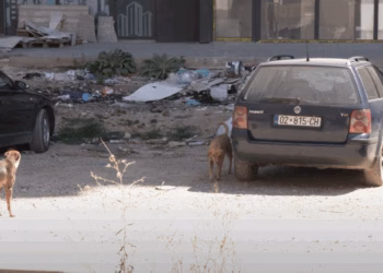 Kërkohet mbrojtja e kafshëve, helmohen disa qenë në Mitrovicë të Veriut