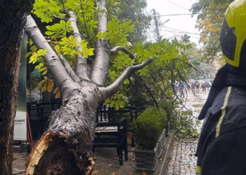 Rrëzohet një lis në Prishtinë, intervenojnë zjarrfikësit