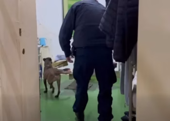 Bastisje në Qendrën Korrektuese të Dubravës, përfshihen Policia dhe njësia K9