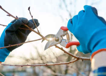 Krasitja e pemëve, ministria e Bujqësisë del me një rekomandim për fermerët