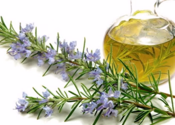 Kjo bimë forcon imunitetin, lehtëson reumatizmin dhe mbron trurin