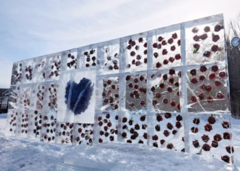 Përrallë dimri, trëndafilat ‘lulëzojnë’ në akull