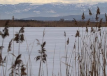 Dita Ndërkombëtare e Ligatinave