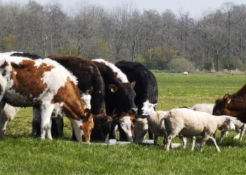 AUV ndalon importin e kafshëve të gjalla dhe produkteve të tyre nga rajoni Maramures i Rumanisë
