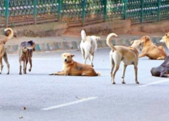 AUV: Pronarët e qenve ta respektojnë ligjin dhe t’u vendosin mikroçipa kafshëve të tyre shtëpiake