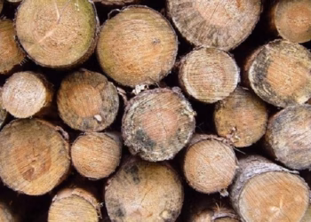 Policia ndalon dy raste të transportit të kundërligjshëm të drunjve në Podujevë