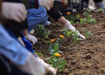 Rama së bashku me fëmijët në Prishtinë shënojnë ditën e pranverës me mbjellje lulesh