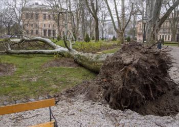 Era e fortë rrëzon pemë në Zagreb, pezullohet mësimi në shkolla
