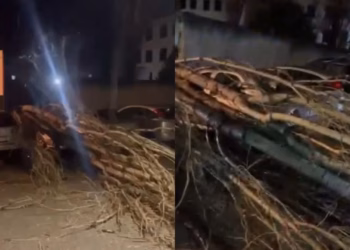 Erërat e forta rrëzojnë pemët në Vlorë