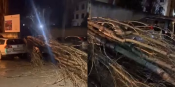 Erërat e forta rrëzojnë pemët në Vlorë