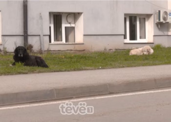 Sulmi ndaj mjekes nga qentë endacakë, rrezikun në QKUK po e ndjejnë edhe qytetarët e tjerë