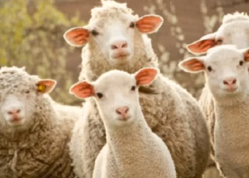 ​Konfirmohet rasti i parë i sëmundjes lija e deleve në Kosovë