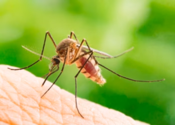 ​Dita botërore e malaries