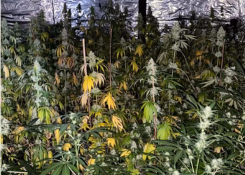 Një person i arrestuar në aksionin ku u zbulua laboratori i drogës në Pejë