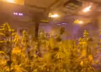 Detaje të reja nga zbulimi i laboratorit në Pejë, sekuestrohen 91 bimë kanabis, të arrestuarit i konfiskohet edhe arma