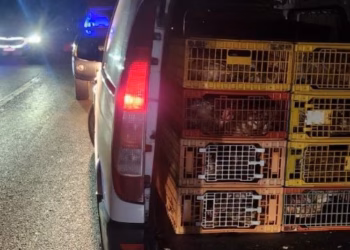 Policia Kufitare ndalon kontrabandën me shpezë në magjistralen Preshevë–Gjilan