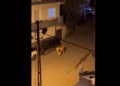 Demi i kurbanit futet në sallon flokësh