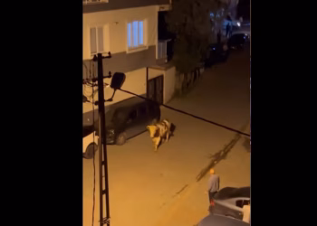 Demi i kurbanit futet në sallon flokësh